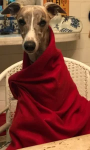 Foto: Acervo pessoal de Maria Elvira Sales Ferreira - Anubis