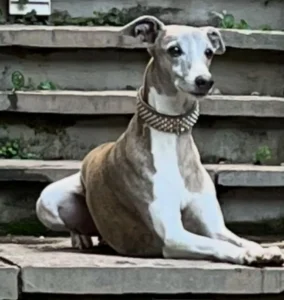 Foto: Maria Elvira Sales Ferreira - Anubis
