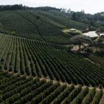 Plantação de Café no Sudoeste de Minas